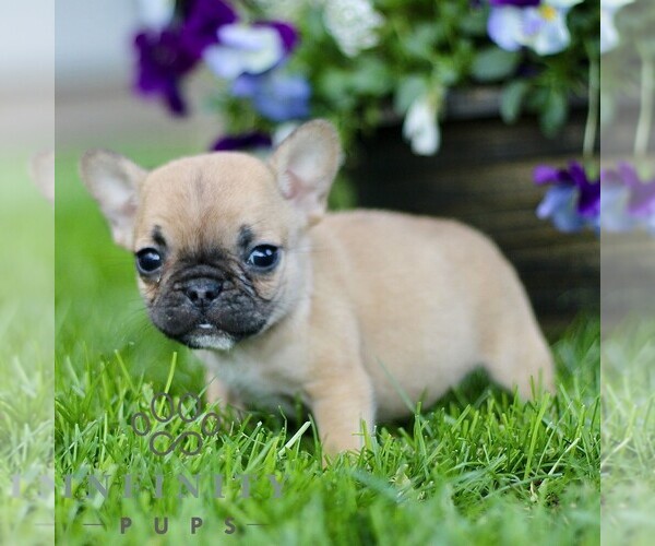 Medium Photo #3 French Bulldog Puppy For Sale in RONKS, PA, USA