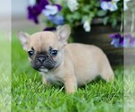 Small #2 French Bulldog