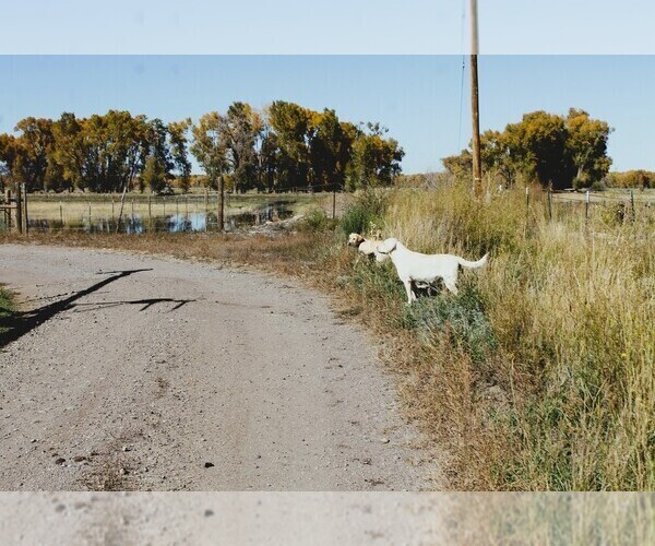 Medium Photo #1 Labrador Retriever Puppy For Sale in MONTE VISTA, CO, USA