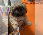 Small #1 Shih Tzu