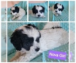 Puppy Nova Miniature Australian Shepherd-Poodle (Toy) Mix