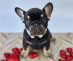 Small Photo #7 French Bulldog Puppy For Sale in CYPRESS, TX, USA