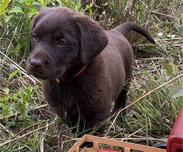 Medium Photo #2 Labrador Retriever Puppy For Sale in EASTMAN, GA, USA