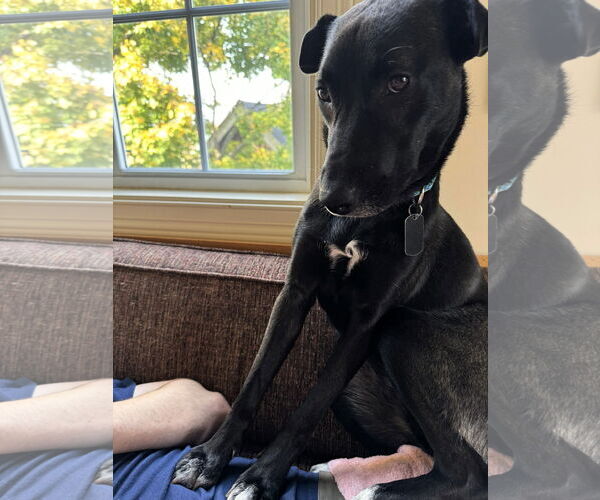 Medium Photo #2 Mutt Puppy For Sale in Shelburne, VT, USA