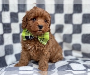 Cavapoo Puppy for sale in LAKELAND, FL, USA