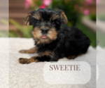 Small #2 Yorkshire Terrier