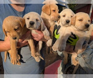 Labrador Retriever Puppy for sale in SHELTON, WA, USA