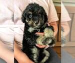 Small #1 Bernedoodle-Golden Mountain Dog Mix