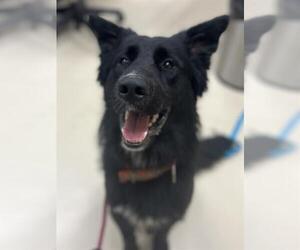 German Shepherd Dog Dogs for adoption in Center Township, PA, USA