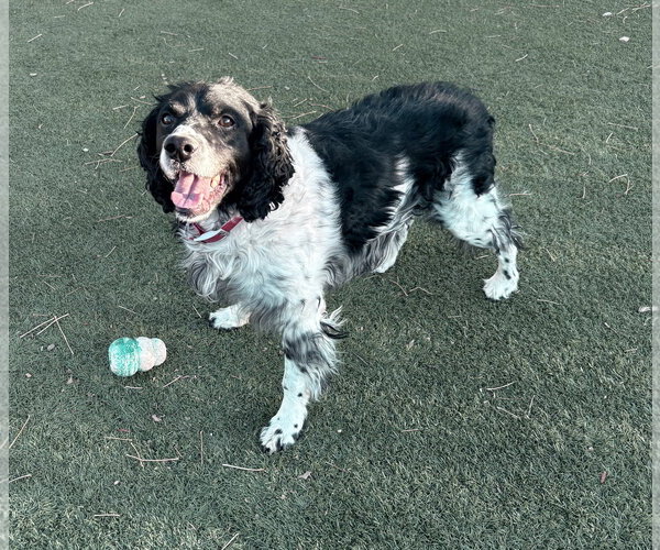 Medium Photo #5 - Mix Puppy For Sale in Curwensville, PA, USA