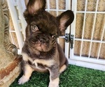 Small Photo #5 French Bulldog Puppy For Sale in LAS VEGAS, NV, USA