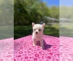 Small Photo #54 Pomsky Puppy For Sale in DRACUT, MA, USA
