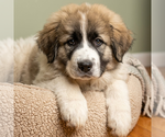 Small Great Pyrenees