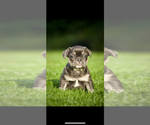 Puppy Shelby French Bulldog