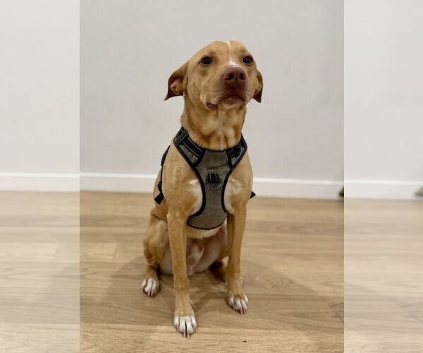 Medium Photo #1 American Pit Bull Terrier-Chihuahua Mix Puppy For Sale in McKinney, TX, USA