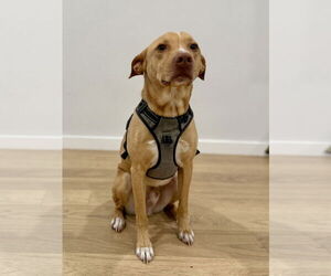 American Pit Bull Terrier-Chihuahua Mix Dogs for adoption in McKinney, TX, USA