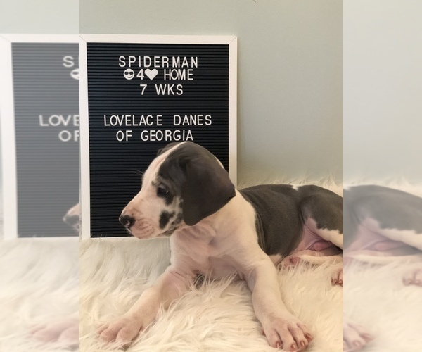 Medium Photo #3 Great Dane Puppy For Sale in CANTON, GA, USA