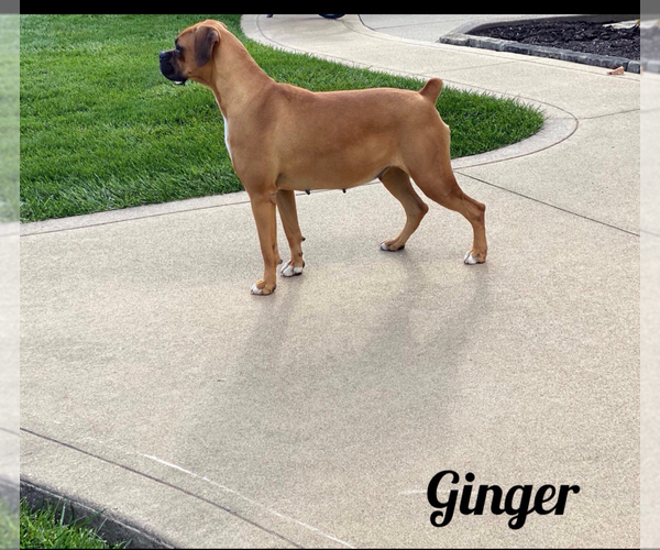 Medium Photo #1 Boxer Puppy For Sale in APPLE CREEK, OH, USA