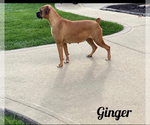 Small Photo #1 Boxer Puppy For Sale in APPLE CREEK, OH, USA