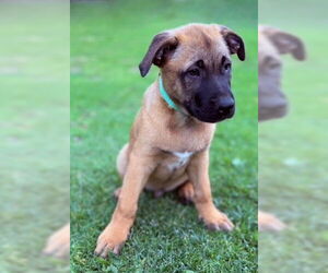 Mutt Dogs for adoption in Ventura, CA, USA