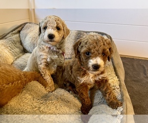 Goldendoodle Litter for sale in GLENDALE, AZ, USA