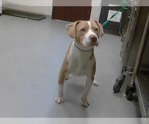 American Pit Bull Terrier-Unknown Mix Dogs for adoption in Fayetteville, NC, USA