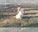 Small Photo #4 Golden Retriever Puppy For Sale in SINGERS GLEN, VA, USA