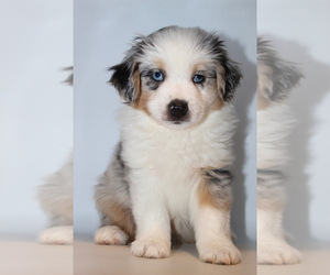 Miniature Australian Shepherd Puppy for sale in BROOKER, FL, USA