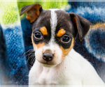 Small #2 Fox Terrier (Smooth)-Fox Terrier (Toy) Mix