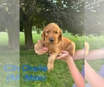 Image preview for Ad Listing. Nickname: Charlie