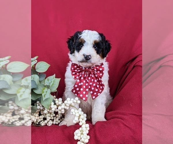 Medium Photo #2 Bernedoodle (Miniature) Puppy For Sale in GLEN ROCK, PA, USA
