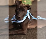 Small #2 Labrador Retriever Mix