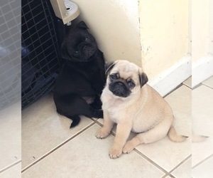 Pug Puppy for Sale in DUNDALK, Maryland USA