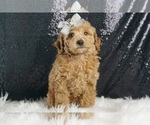 Puppy Colby AKC Poodle (Miniature)