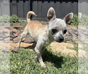 Edna the Spicy Chi TX - Female Chihuahua Dog for Adoption - Photo #11