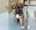 Small #1 German Shepherd Dog Mix