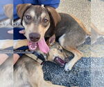 Small #2 Catahoula Leopard Dog