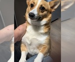 Small #2 Pembroke Welsh Corgi
