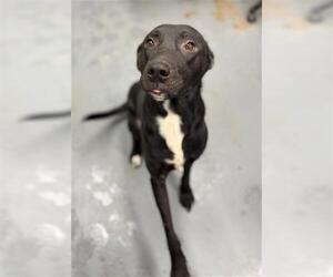 Mutt Dogs for adoption in Peoria, IL, USA