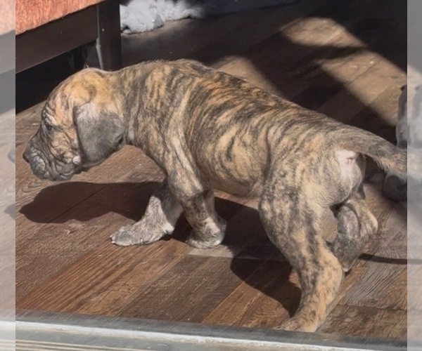 Medium Photo #5 Great Dane Puppy For Sale in PITTSBURG, CA, USA