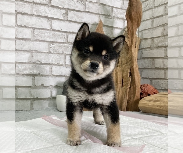 Medium Photo #2 Shiba Inu Puppy For Sale in SAN JOSE, CA, USA