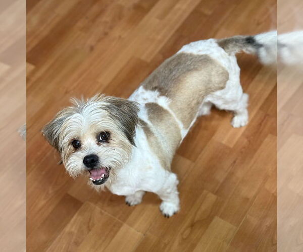 Medium Photo #2 Shih Apso Puppy For Sale in Phoenix, AZ, USA