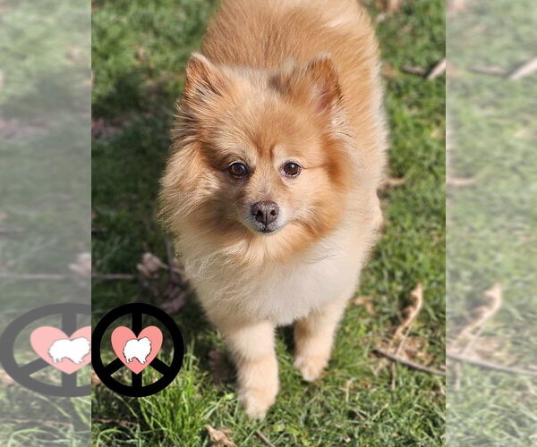Medium Photo #5 Pomeranian Puppy For Sale in Lebanon, PA, USA