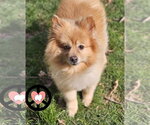 Small #4 Pomeranian