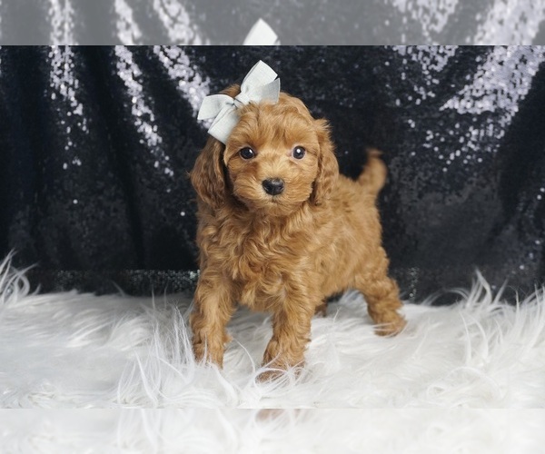 Medium Photo #108 Maltipoo Puppy For Sale in WARSAW, IN, USA