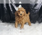 Small #3 Maltipoo