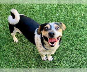 Parson Russell Terrier-Unknown Mix Dogs for adoption in Moreno Valley, CA, USA