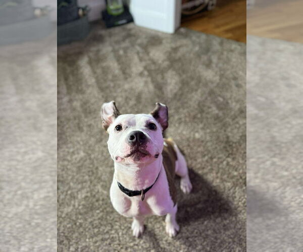 Medium Photo #6 American Pit Bull Terrier-Unknown Mix Puppy For Sale in Derwood, MD, USA