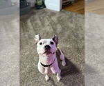Small #5 American Pit Bull Terrier Mix