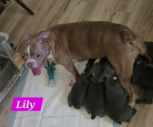 Mother of the Faux Frenchbo Bulldog puppies born on 06/04/2025